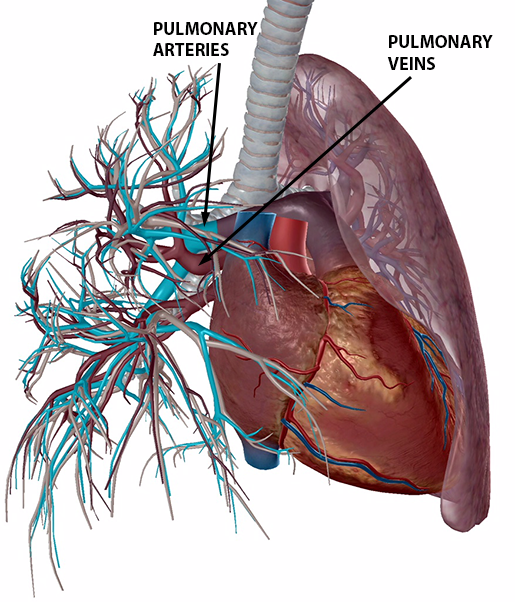 Anatomy and Physiology Gas Exchange